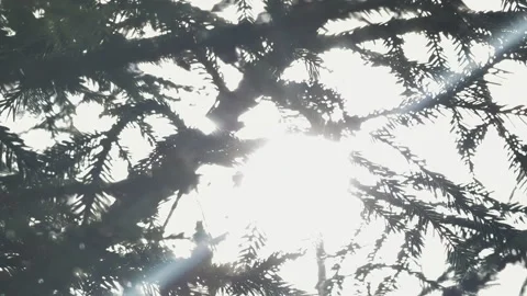 Natural background, spring sun peeking through the tree branches Vidéo 305528760