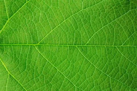Natural background, structure of green leaf Stock Illustration