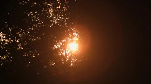 Natural background with sunlight and trees branch . beautiful sun shines through Stock Footage 276628537