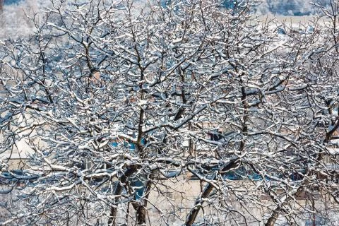 Natural background of tangle of tree branches Stock Photos