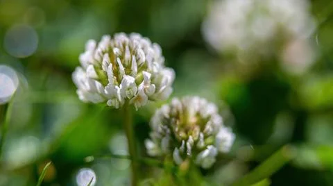 Natural background, texture. Clover flower in a clearing. Macro. Habitat. Stock Photos