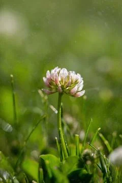 Natural background, texture. Clover flower in a clearing. Macro. Habitat. Stock Photos