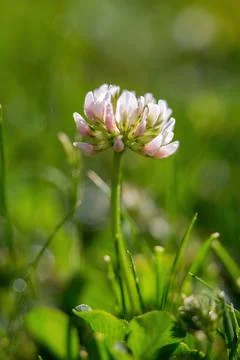 Natural background, texture. Clover flower in a clearing. Macro. Habitat. Stock Photos