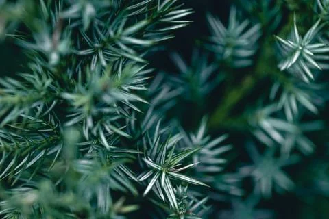 Natural background, texture of a coniferous tree branch. Stock Photos