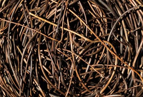 Natural background with texture of dry grape sticks from branches in spring.  Stock Photos
