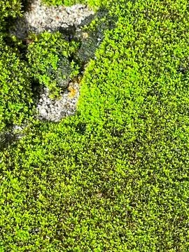Natural background texture of fresh tiny green moss plant colonies covering.. Stock Photos