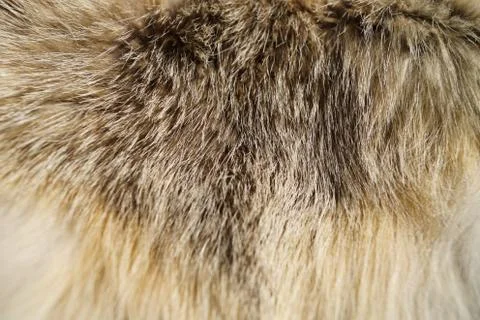 Natural background texture fur animals Fox Clothing Detail Macro photo Stock Photos