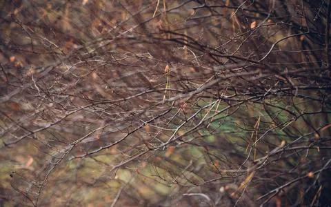 Natural background, thin branches, twigs, Blurring in the background. Stock Photos