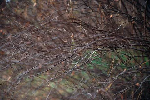 Natural background, thin branches, twigs, Blurring in the background. Stock Photos