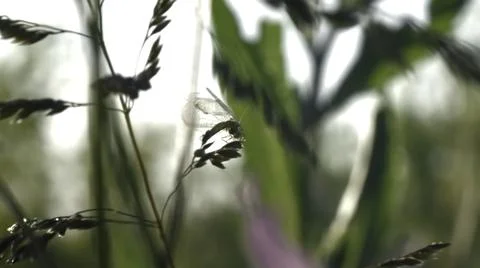 Natural background with a tiny midge with transparent wings. Creative. Fresh Stock Photos
