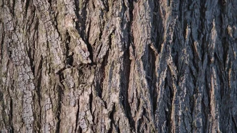 Natural background of the tree bark texture Stock Footage 340229587