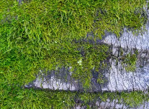 Natural background with tree bark texture Stock Photos