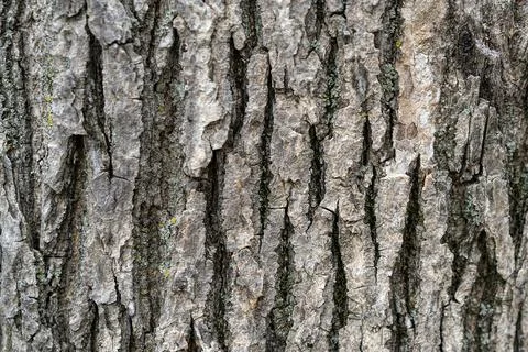 Natural background with tree bark texture. Stock Photos