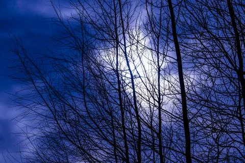 Natural background of tree branches Stock Photos
