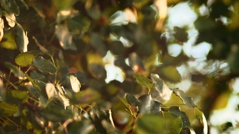 Natural background. Tree leaves moving in the wind. 4K, shallow depth of field Stock Footage 117043409