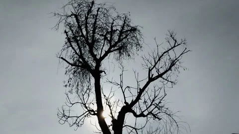 Natural background of tree silhouettes 스톡 동영상 293667026