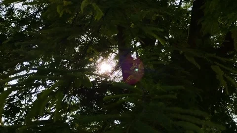 Natural background of tree silhouettes Stock Footage 293667274