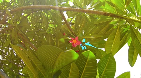 Natural Background, tree top in sunlight. Stock Footage 40540397