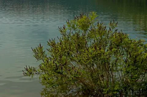 Natural background of tree, water with reflection at dam, reservoir or barrage Stock Photos