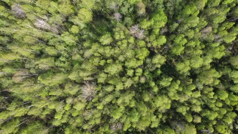 Natural background of trees swaying on wind at summer sunny day, aerial view. Video stock 140661007