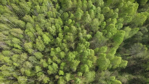 Natural background of trees swaying on wind at summer sunny day, aerial view. Stock-Footage 140668698