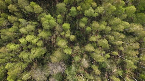 Natural background of trees swaying on wind at summer sunny day, aerial view. Video stock 140669288