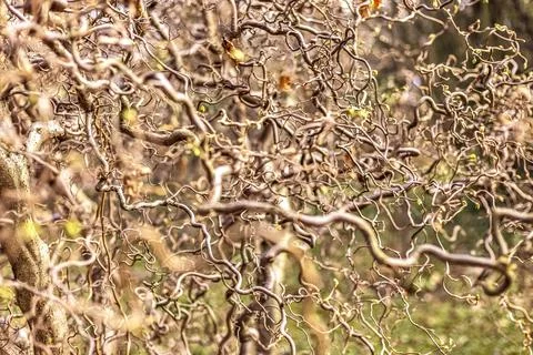 Natural background of twisted tree branches with blooming leaves. Texture. Stock Photos