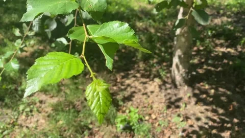 Natural background with a view of green birch leaves Stock-Footage 207285547
