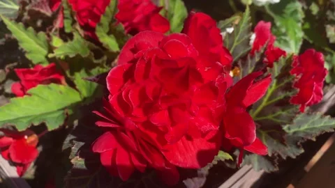 Natural background with a view of the red begonia on a flower bed 库存影片 207282733