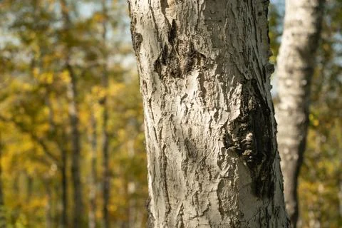 Natural background with a view of a tree trunk Stock Photos