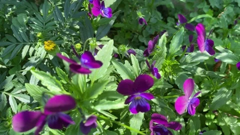Natural background with a view of violets in a flower bed Stock Footage 207282766