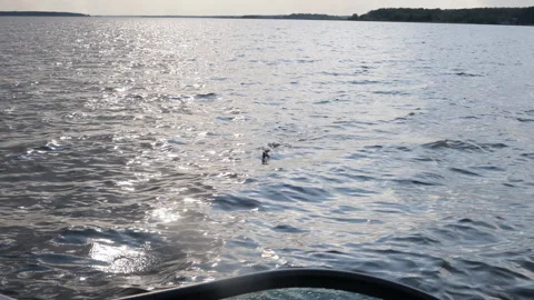 Natural background view of waves from a boat at sunset	 Stock Footage 280501008