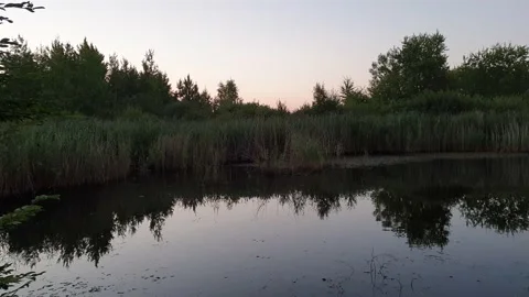 Natural background with water surface and reeds Stock Footage 138048876