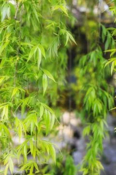 Natural background of weeping willow Foto stock