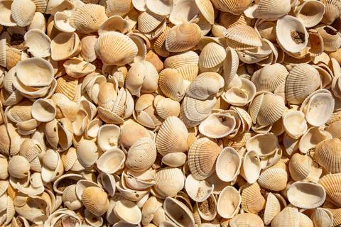 Natural background of white shells. filled to full screen Stock Photos