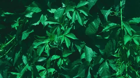 Natural Background of Wild Grape Leaves, Green, Summer, Fresh Color Stock Footage 279305527