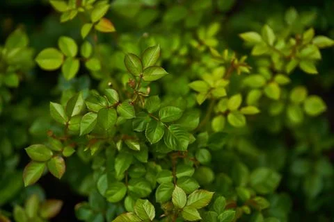 Natural background of wild rose leaves, a large green garden bush. Close-up of a Stock Photos