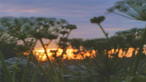 Natural background withsunset light, white wild flowers closeup Video stock 91881069