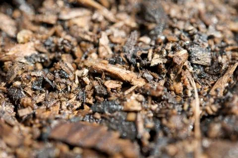 Natural background with wood chips Stock Photos