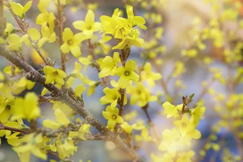 Natural background of yellow spring flowers. Bush of yellow blooming forsythi Stock Photos