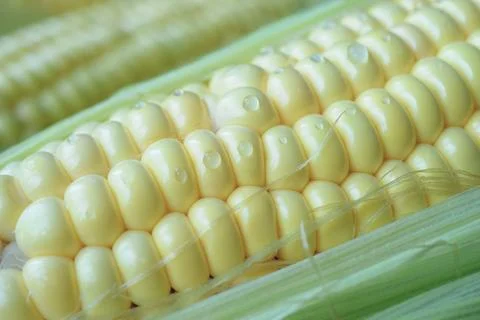 Natural background with young corn and water drops. Stock Photos