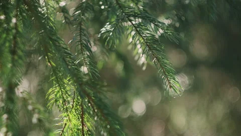Natural background of young fir-tree branches with small needles at spring day Stock Footage 237602776