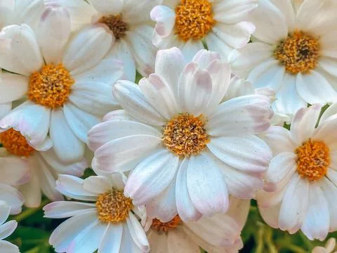 Natural background for your projects from flowers of white chamomile.  Natura Stock Photos