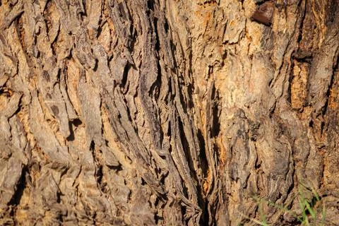 Natural background,Bark texture background pattern crack old brown,Seamless T Stock Photos