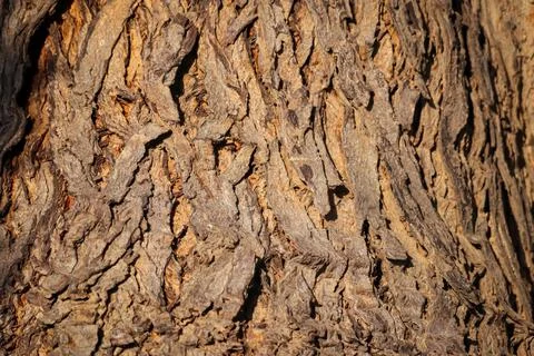 Natural background,Bark texture background pattern crack old brown,Seamless T Stock Photos
