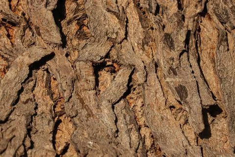 Natural background,Bark texture background pattern crack old brown,Seamless T Stock Photos