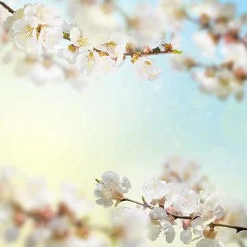 Natural background.Blooming tree branches in spring in nature, copy space. .. Stock Photos