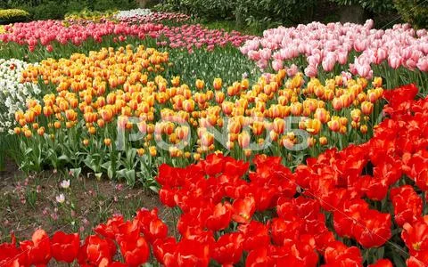 Natural backgrounds: tulips Stock Photos