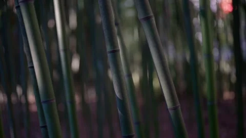 Natural bamboo grove, closeup of plant in garden or forest, evergreen plants Stockbeeldmateriaal 171070341