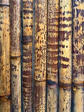 Natural Bamboo Wall Texture Stock Photos